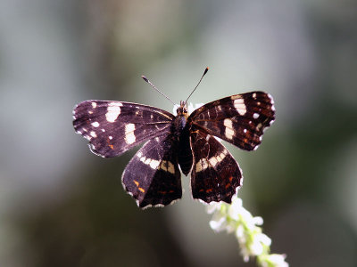 Kartfjril - Map Butterfly (Araschnia levana)