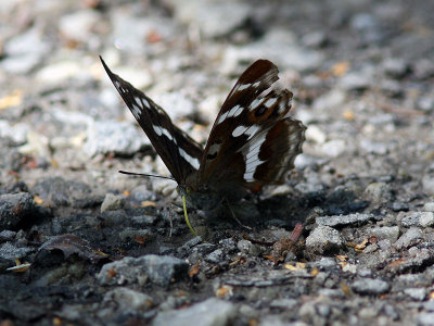 Slgskimmerfjril - Purple Emperor (Apatura iris)