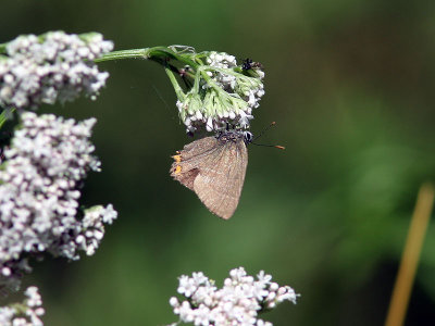Almsnabbvinge - White-letter hairstreak (Satyrium w-album)