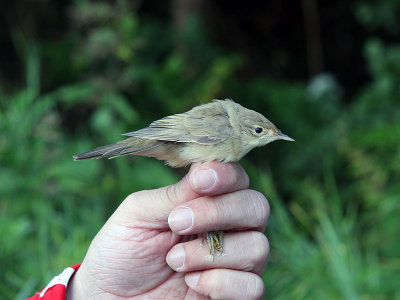 Kärrsångare - Marsh Warbler (Acrocephalus palustris)