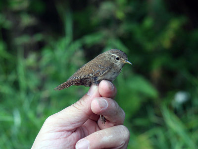 Gärdsmyg - Winter Wren (Troglodytes troglodytes)