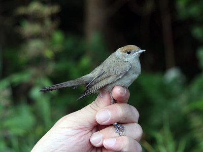 Svarthätta - Blackcap (Sylvia atricapilla)