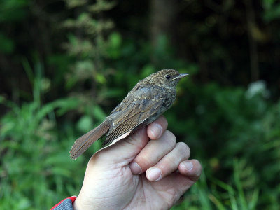Näktergal - Thrush Nightingale (Luscinia luscinia)
