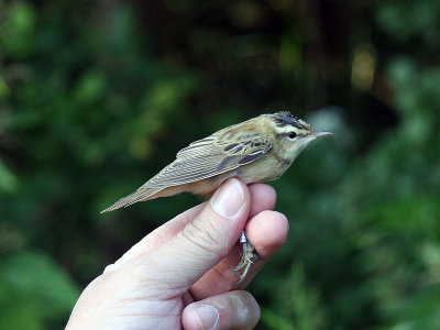 Sävsångare - Sedge Warbler (Acrocephalus schoenobaenus)