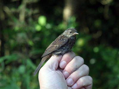 Järnsparv - Dunnock (Prunella modularis)