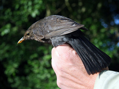 Koltrast - Eurasian Blackbird (Turdus merula)