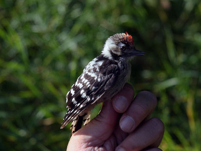 Mindre hackspett - Lesser Spotted Woodpecker (Dendrocopos minor)