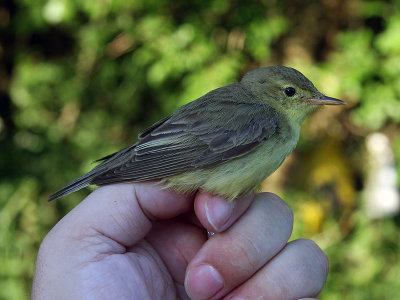 Härmsångare - Icterine Warbler (Hippolais icterina)