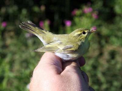 Grönsångare - Wood Warbler (Phylloscopus sibilatrix)