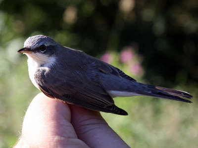 Ärtsångare - Lesser whitethroat (Sylvia curruca)
