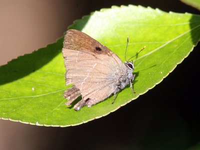 Almsnabbvinge - White-letter hairstreak (Satyrium w-album)