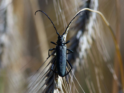 Myskbock - Musk Beetle (Aromia moschata)
