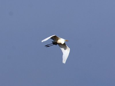 gretthger - Great White Egret (Egretta alba)