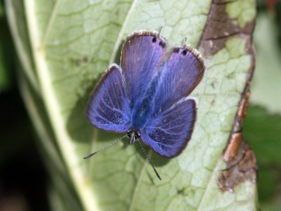 Långsvansad blåvinge - Long-tailed Blue (Lampides boeticus)