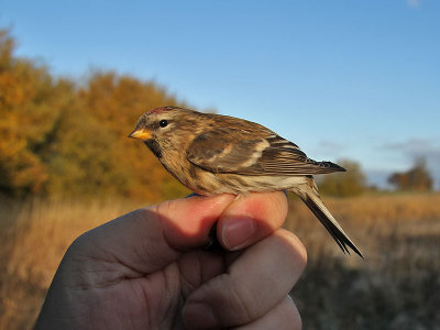 Brunsiska - Redpoll (Carduelis flammea cabaret)