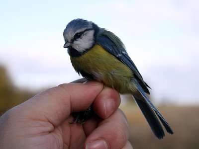 Blåmes - Blue Tit (Parus caeruleus)