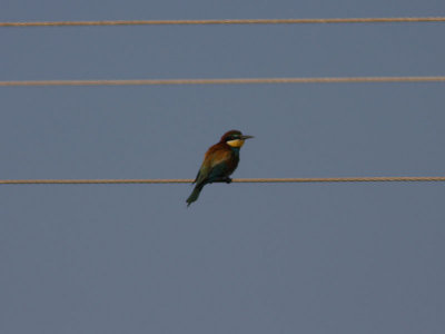 Bitare - European Bee-eater (Merops apiaster)