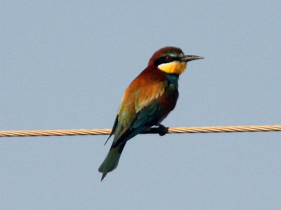 Bitare - European Bee-eater (Merops apiaster)