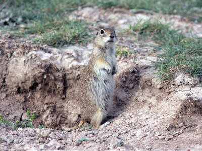Turkisk jordekorre - Asia Minor ground squirrel (Spermophilus xanthoprymnus)