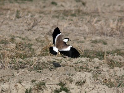 Sporrvipa - Spur-winged Plover (Vanellus spinusus)