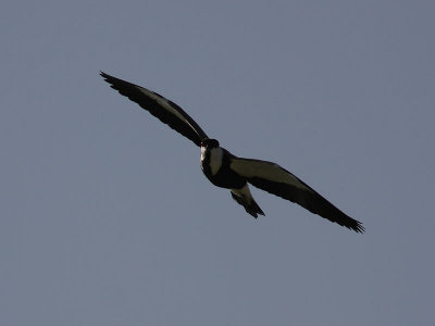 Sporrvipa - Spur-winged Plover (Vanellus spinusus)