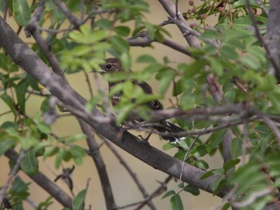 Cypernstenskvtta - Cyprus Wheatear (Oenanthe cypriaca)