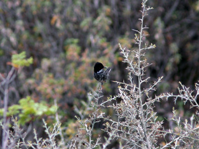 Cypernsngare - Cyprus Warbler (Sylvia melanothorax)