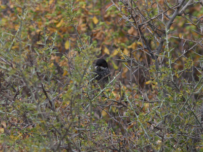 Cypernsångare - Cyprus Warbler (Sylvia melanothorax)