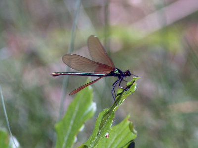 Bl jungfruslnda - Beautiful Demoiselle (Calopteryx virgo)