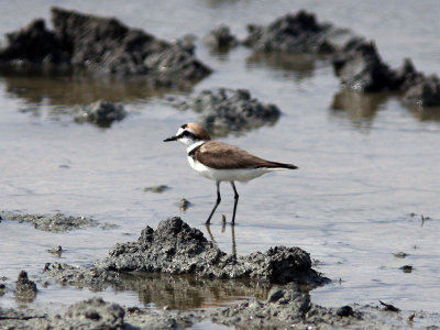 Svartbent strandpipare - Kentish Plover (Charadrius alexandrinus)