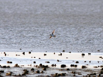 Tereksnppa - Terek Sandpiper (Xenus cinereus)