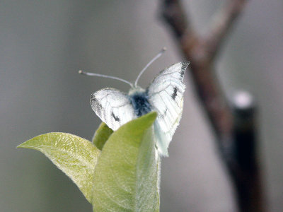 Mountain Small White (Pieris ergane)