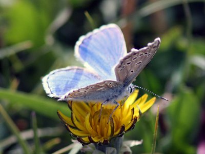 Puktrneblvinge - Common blue (Polyommatus icarus)