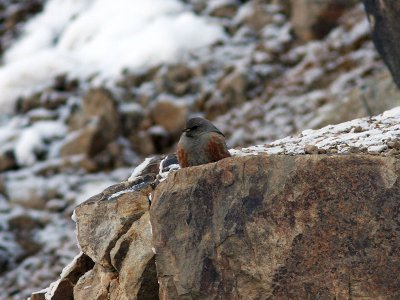 Alpjrnsparv - Alpine Accentor (Prunella collaris montana)