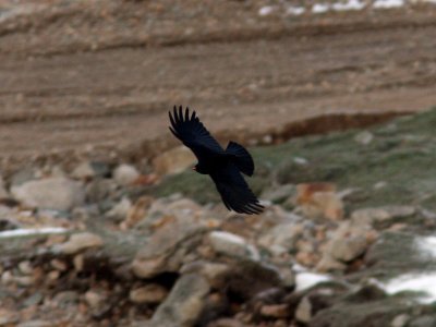 Alpkrka - Red-billed Chough (Pyrrhucorax pyrrhucorax)