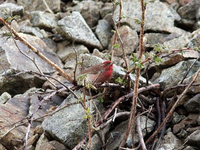 Rosenfink - Common Rosefinch (Carpodacus erythacus kubanensis)