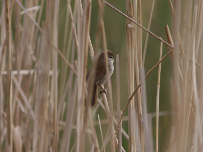 Cettisngare - Cetti's warbler (Cettia Cetti)