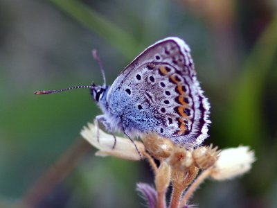 Hedblvinge - Idas Blue (Plebejus idas)