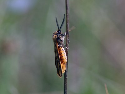 Streckhedspinnare - Feathered Footman (Spiris striata)