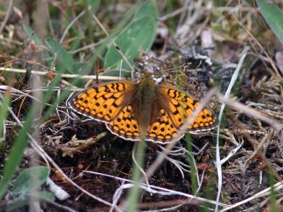 ngsprlemorfjril - Dark green fritillary (Argynnis aglaja)