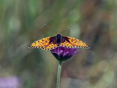 ngsprlemorfjril - Dark green fritillary (Argynnis aglaja)