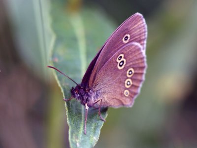 Luktgrsfjril - Ringlet (Aphantopus hyperantus)