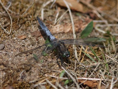 Strre sjtrollslnda - Black-tailed Skimmer (Orthetrum cancellatum)