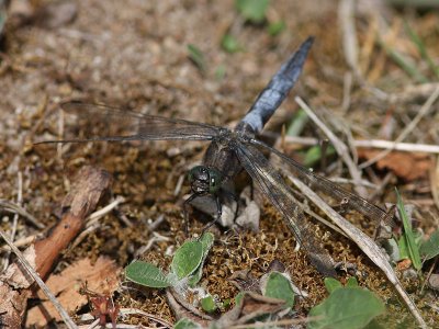 Strre sjtrollslnda - Black-tailed Skimmer (Orthetrum cancellatum)