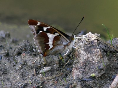 Slgskimmerfjril - Purple Emperor (Apatura iris)