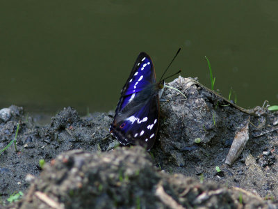Slgskimmerfjril - Purple Emperor (Apatura iris)