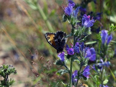 Sandgrsfjril - Grayling (Hipparchia semele)