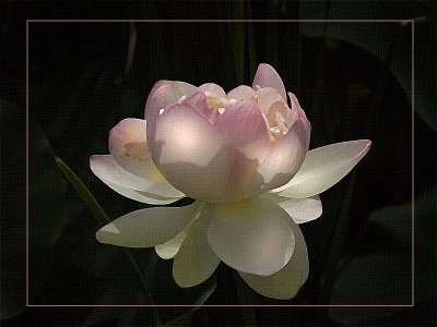Lotus Blossom Version 3