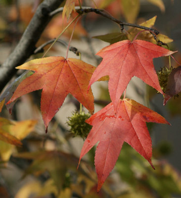 Autumn Beauty