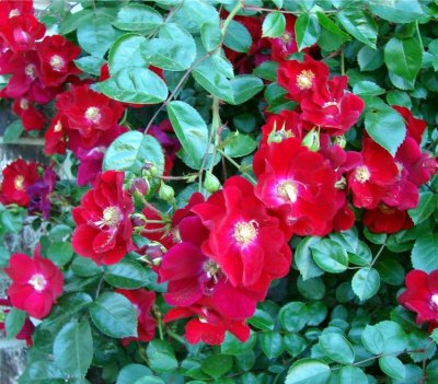 Cluster of Red Roses.jpg